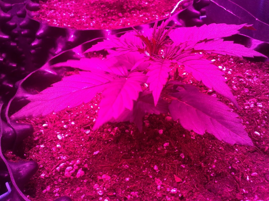 Purple Lady 3 Day 14.jpg