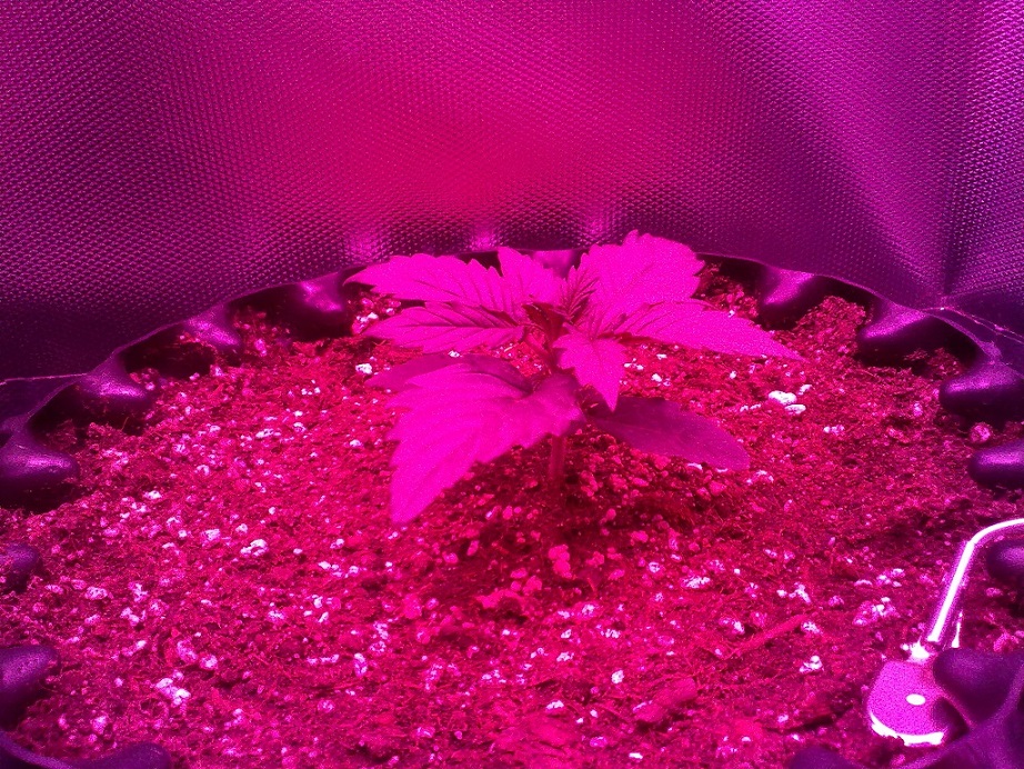 Purple Lady 4 Day 14.jpg