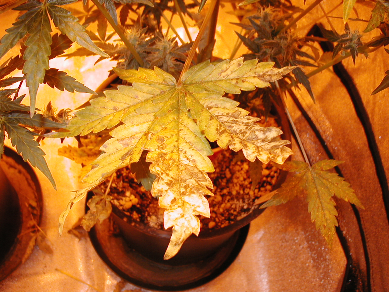 GFP pics 002.jpg
