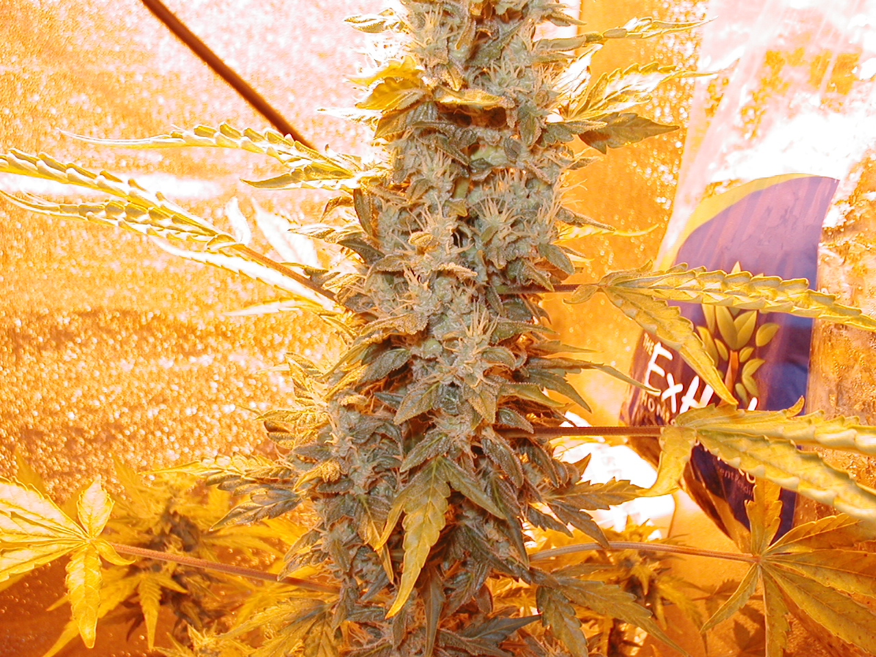 GFP pics 003.jpg