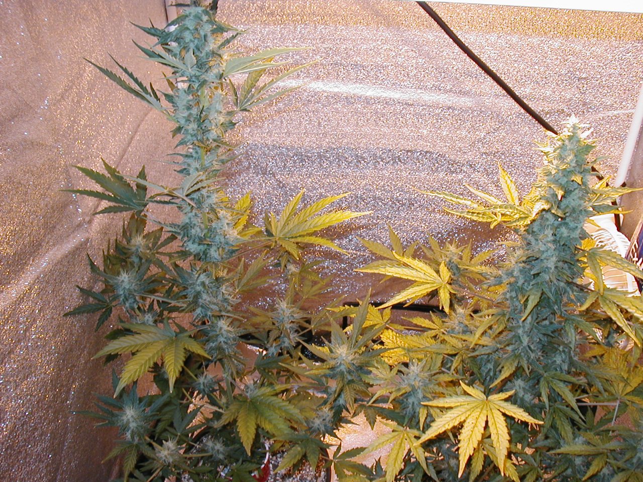 GFP pics 004.jpg