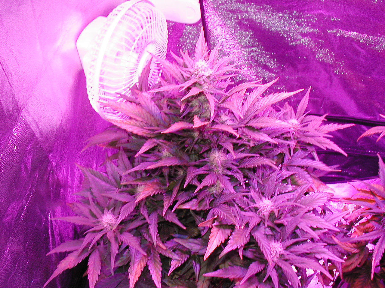 GFP pics 007.jpg