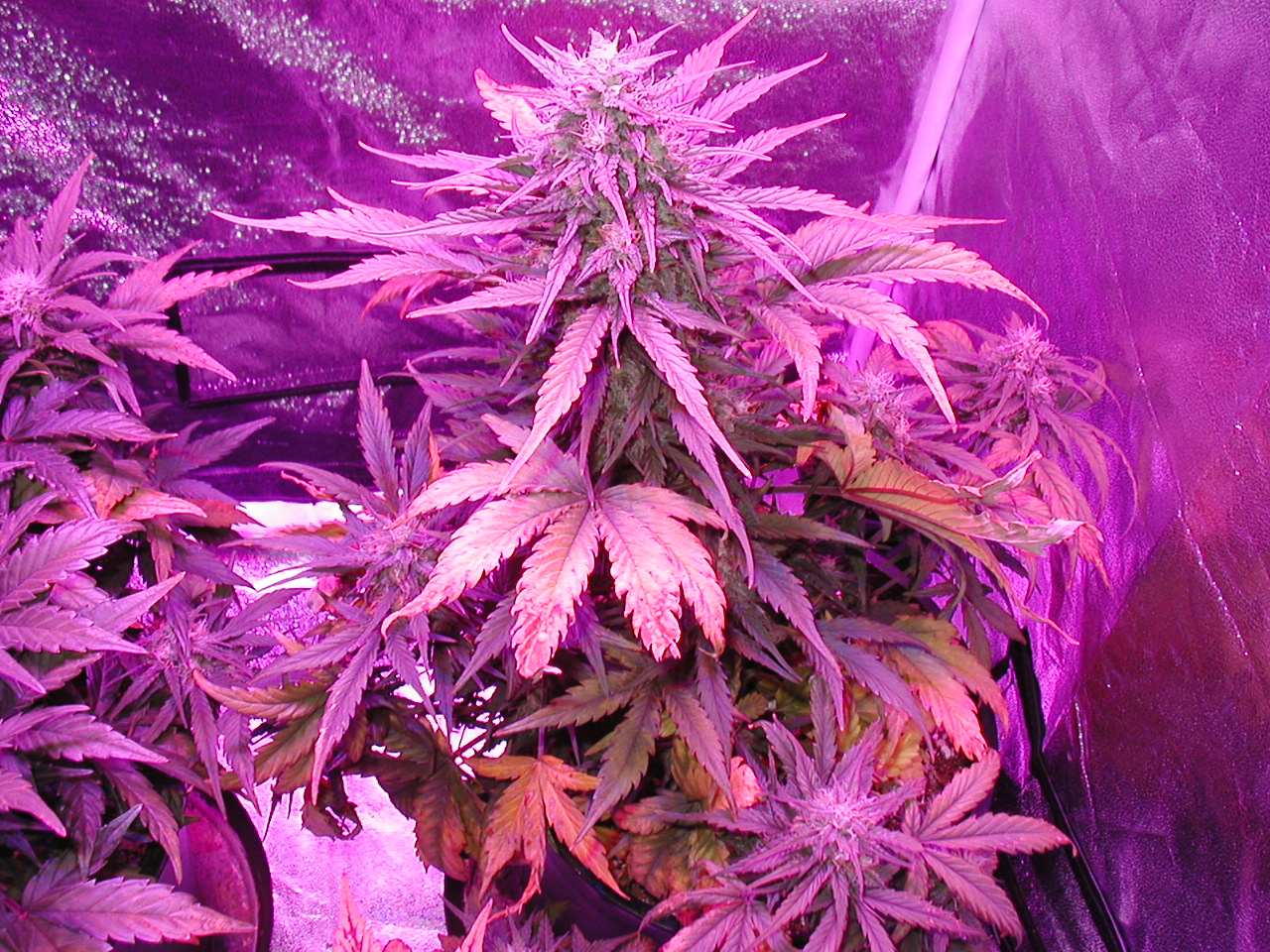 GFP pics 008.jpg