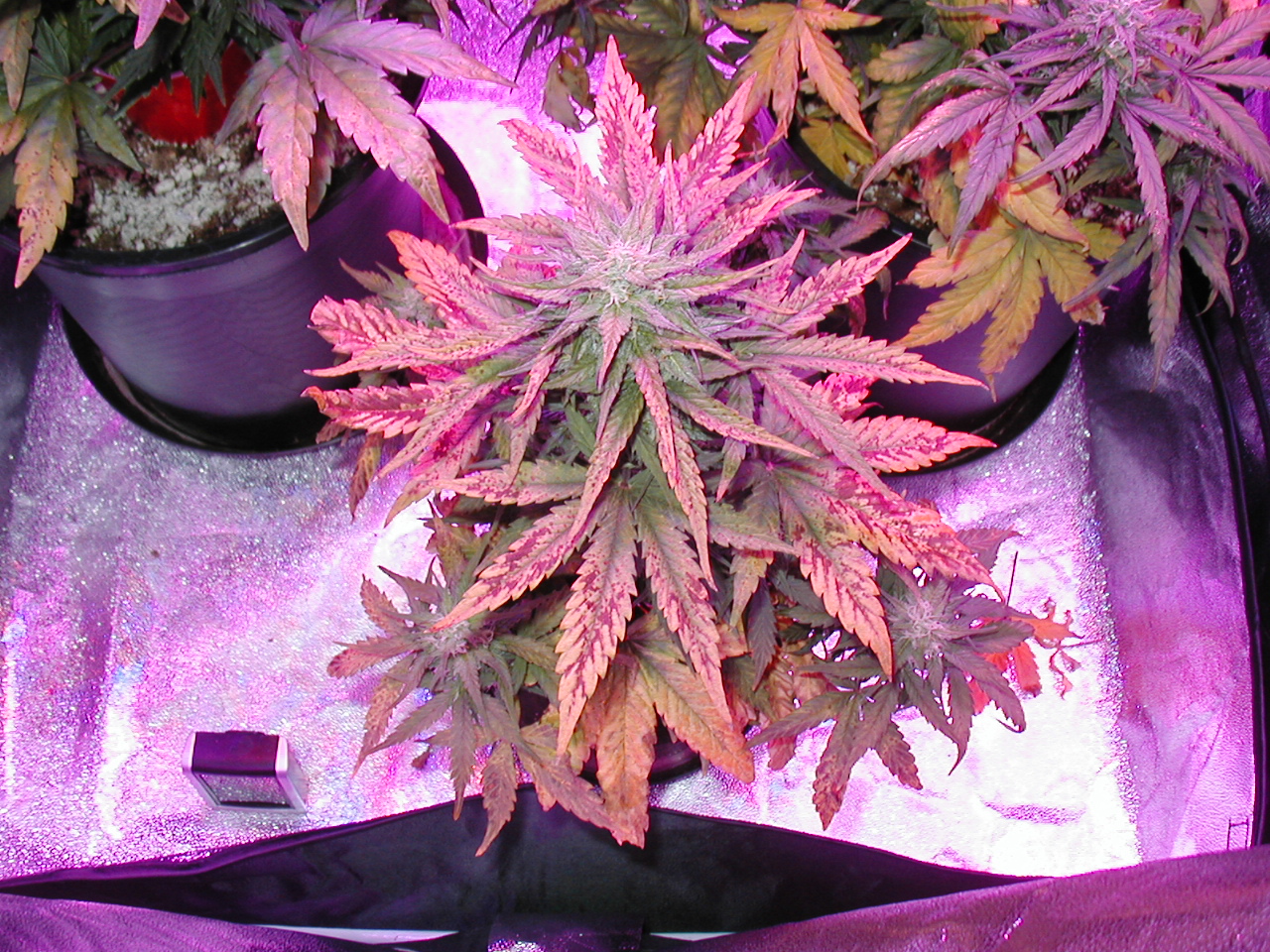 GFP pics 009.jpg