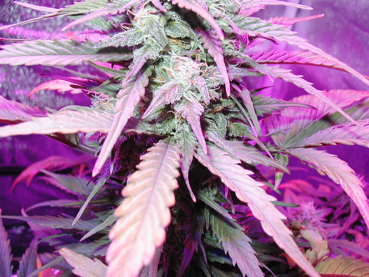 GFP pics 010.jpg