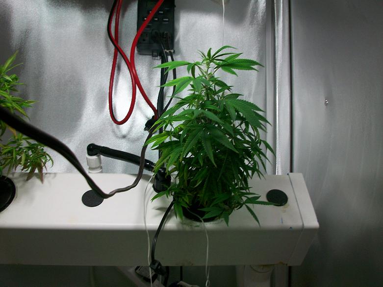 Week 8 016.JPG