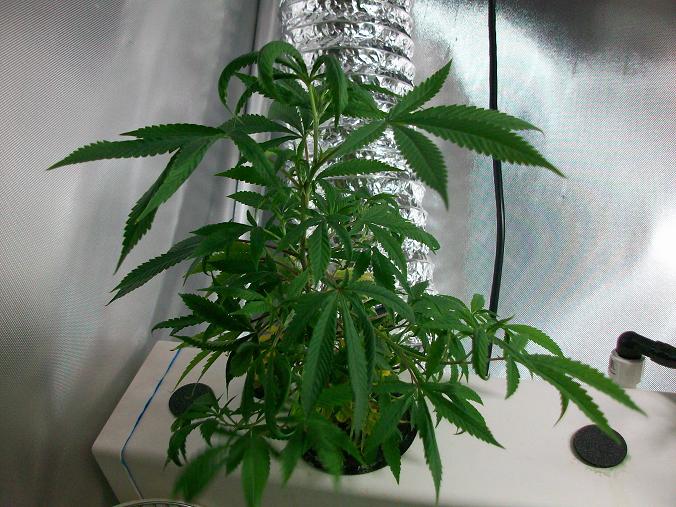 Week 8 019.JPG
