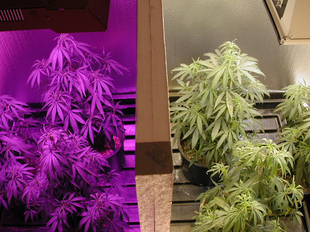 Split pic HID + LED.JPG