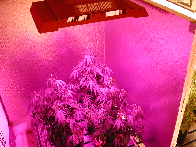LED day 1.JPG