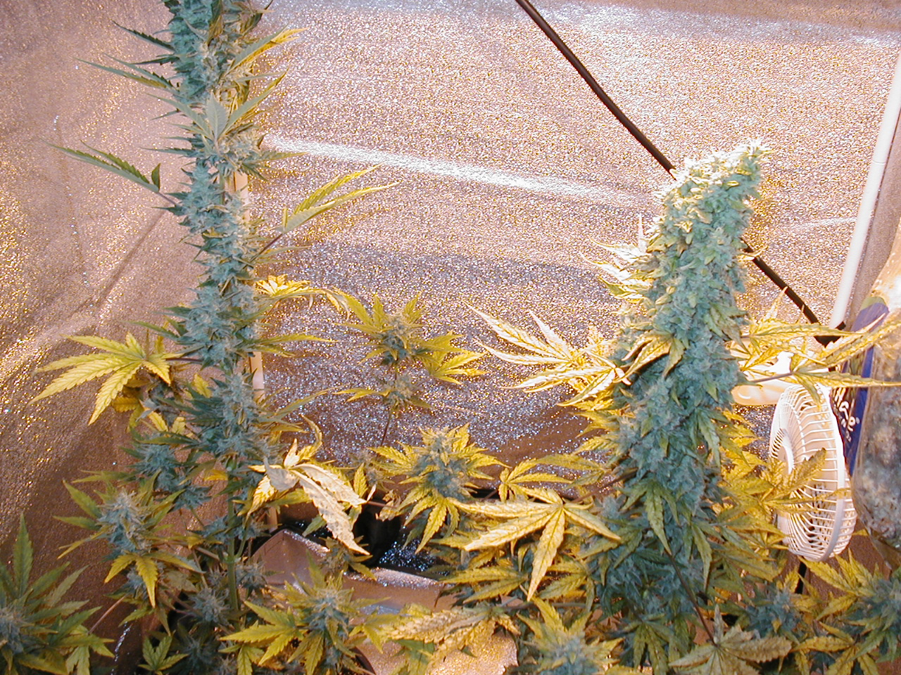GFP pics 009.jpg