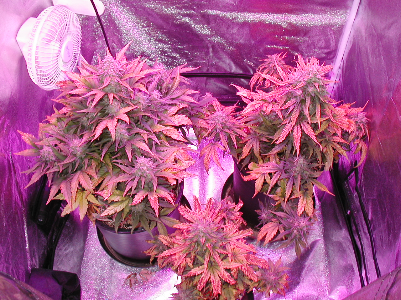 GFP pics 008.jpg