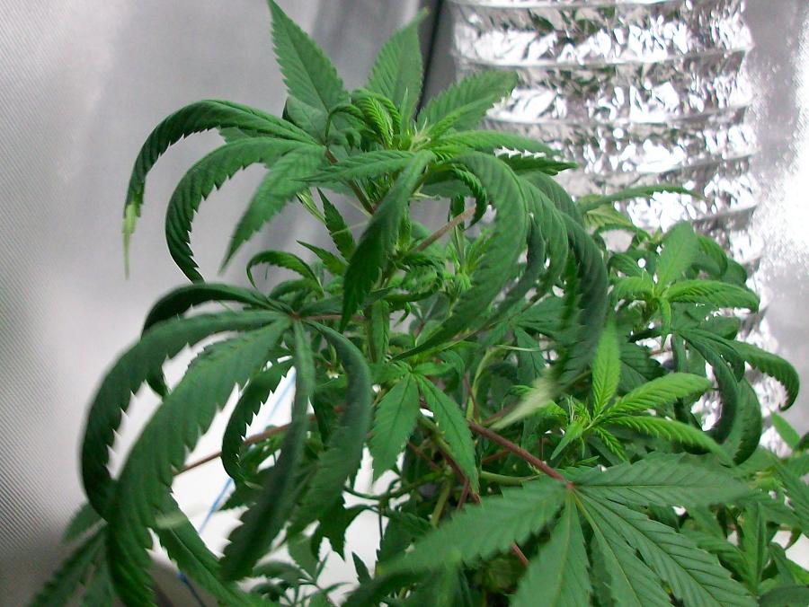 Aerostien week 1 bud 012.JPG