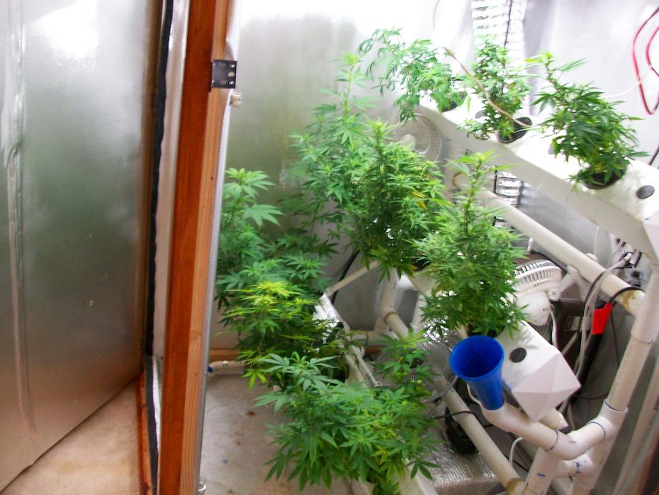 Aerostien week 1 bud 001.JPG