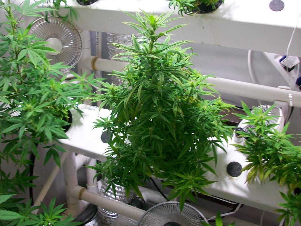 Aerostien week 1 bud 007.JPG