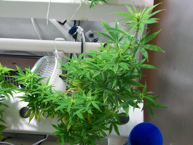 Aerostien week 1 bud 008.JPG