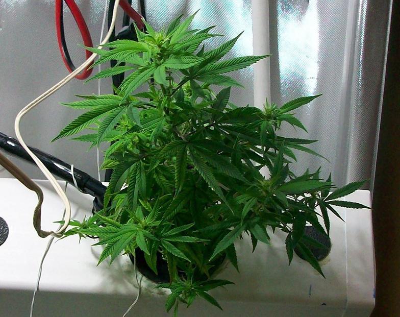 Aerostien week 1 bud 009.JPG