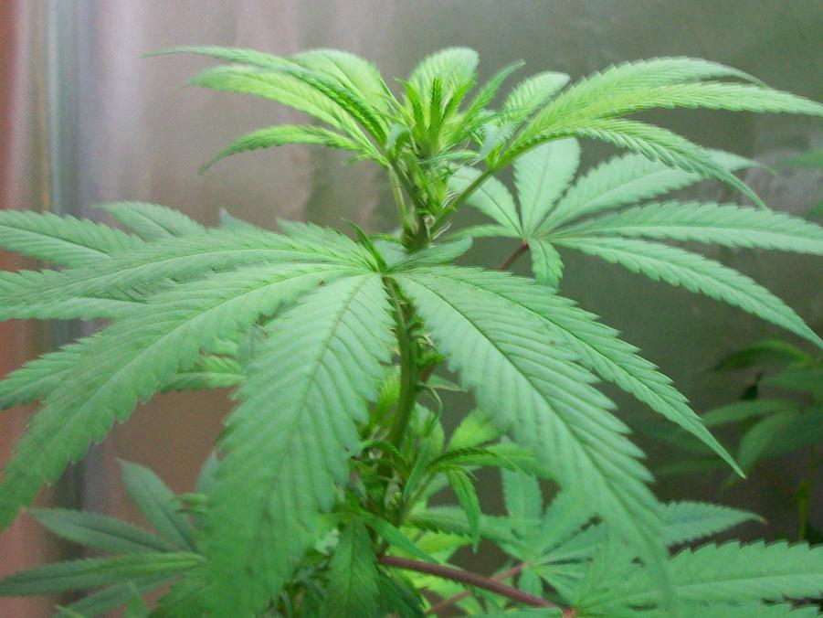 Aerostien week 1 bud 015.JPG