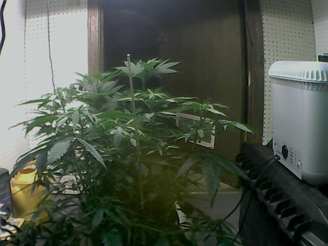 may 23 flower day 1.jpg