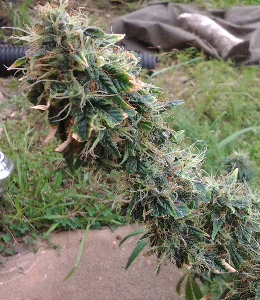 July 9 Pot 3c.jpg