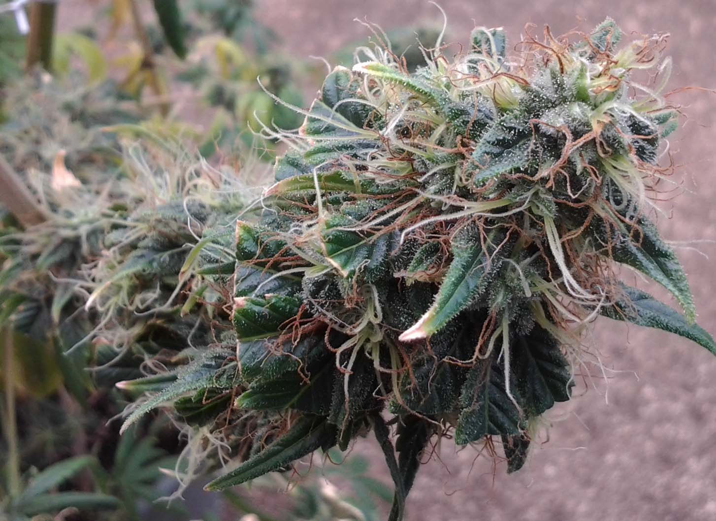 July 9 Pot 3b.jpg