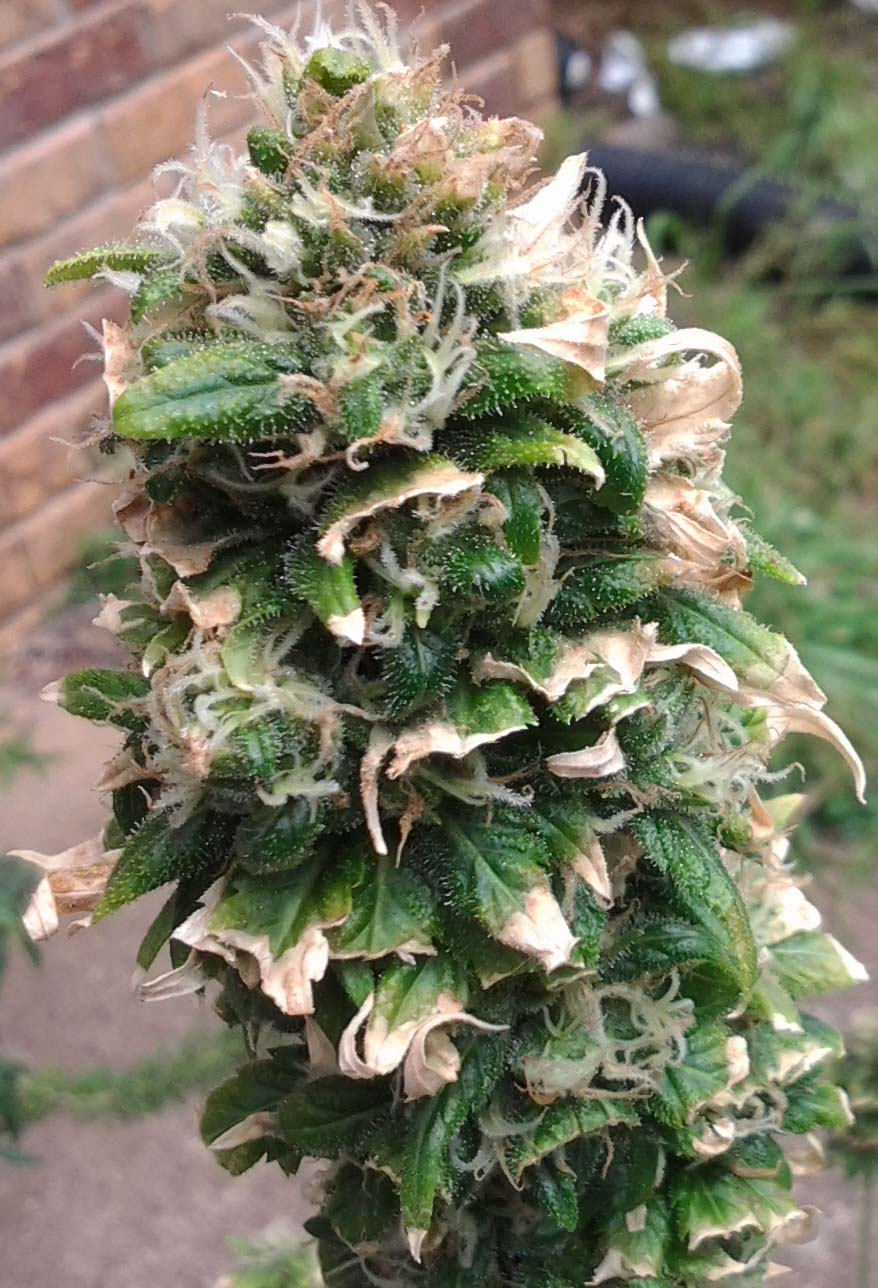 July 9 Pot 4c.jpg