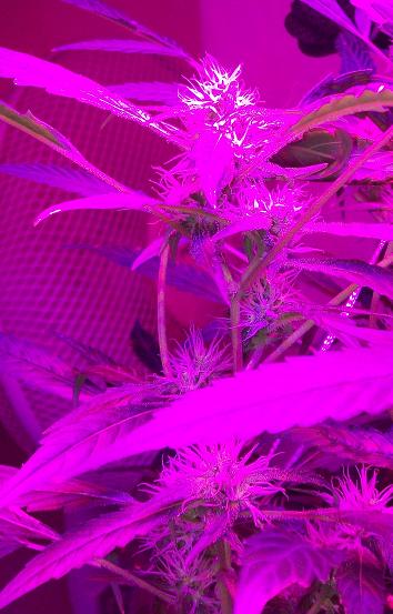 100_4233.jpg