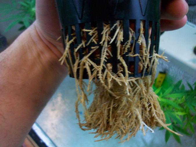 Aero roots 001.JPG