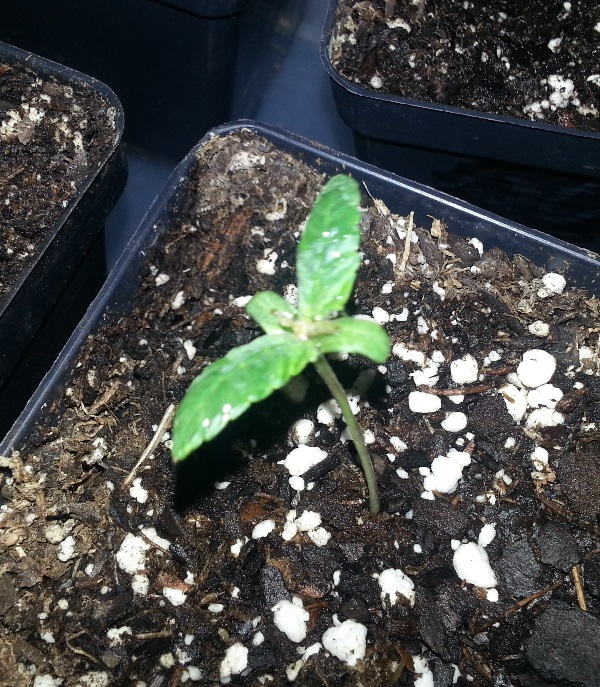 Querkle at 6 days.jpg