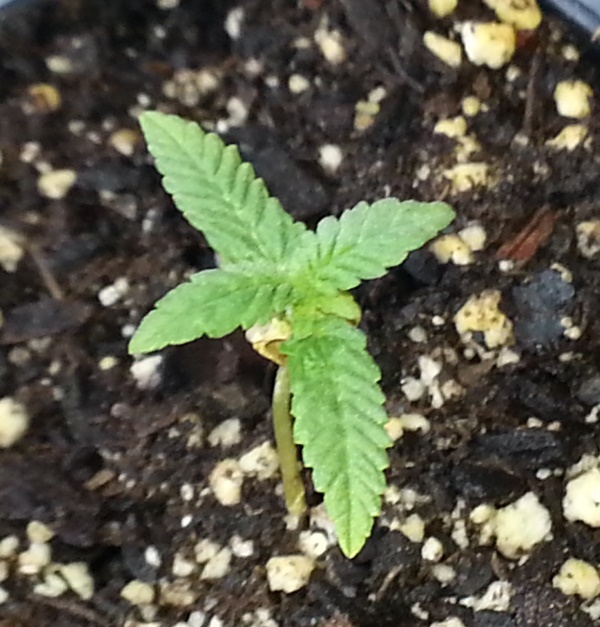 8-5-13 -  Runt.jpg