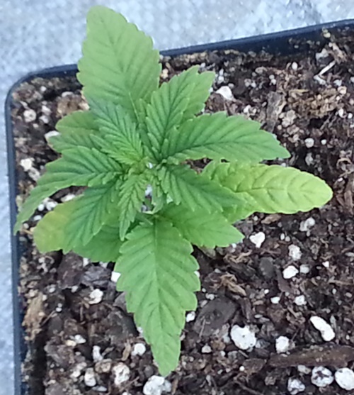8-9-13 yellow lower leaves.jpg
