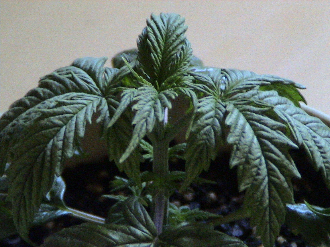 NLB..curling down but robust internodal growth.jpg