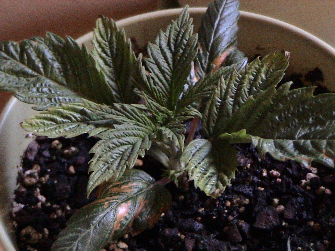 White Rhino...clear shot of nute burn, but new growth looks good.jpg