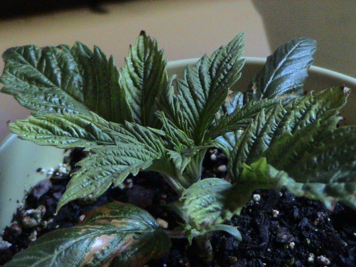 White Rhino...healthy new growth.jpg