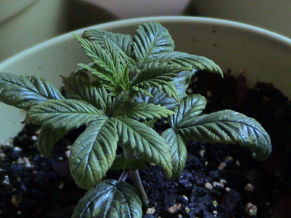 Blueberry..curling down but good new growth.jpg