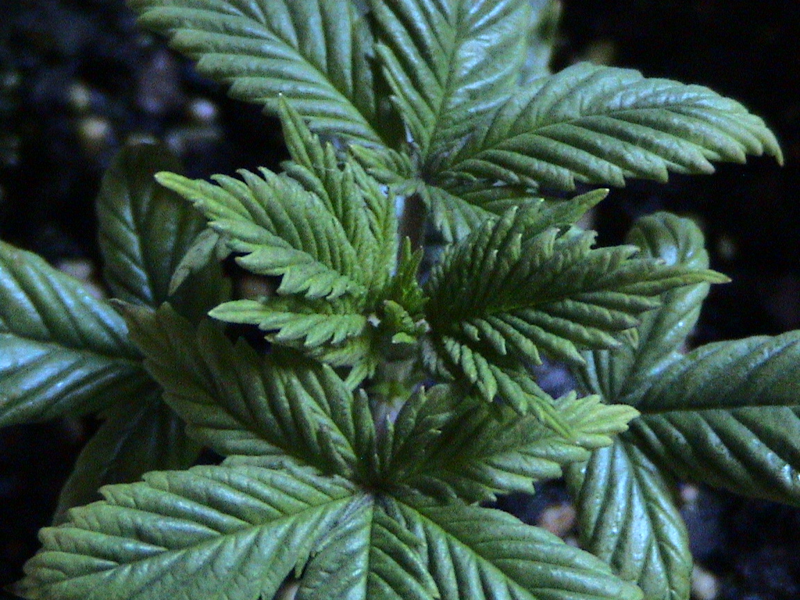 Blueberry new growth.jpg