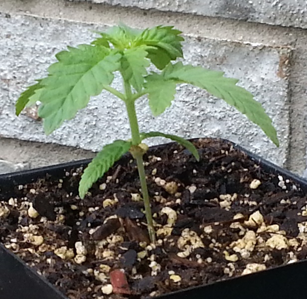8-13-13 runt.jpg