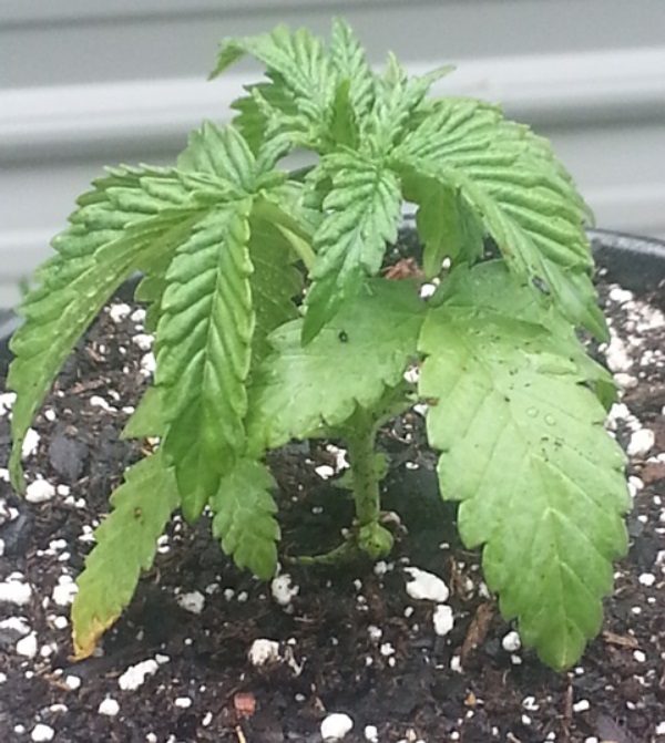 Repot 8-15-13  - 4.jpg
