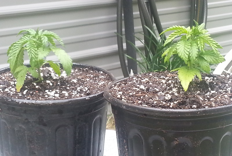 Repot 8-15-13  - 5.jpg
