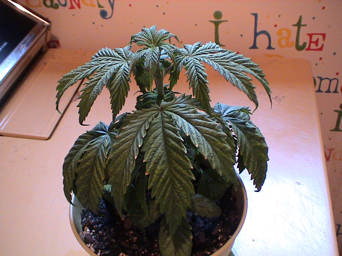 Northern light blue at 3 weeks 8 inches.jpg