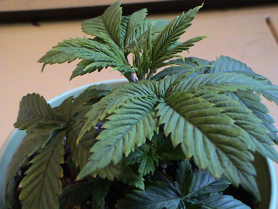Blueberry at three weeks 6 inches tall.jpg
