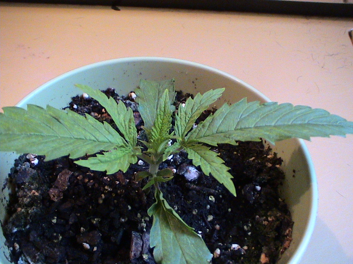 CBD Critical at 1 week.jpg