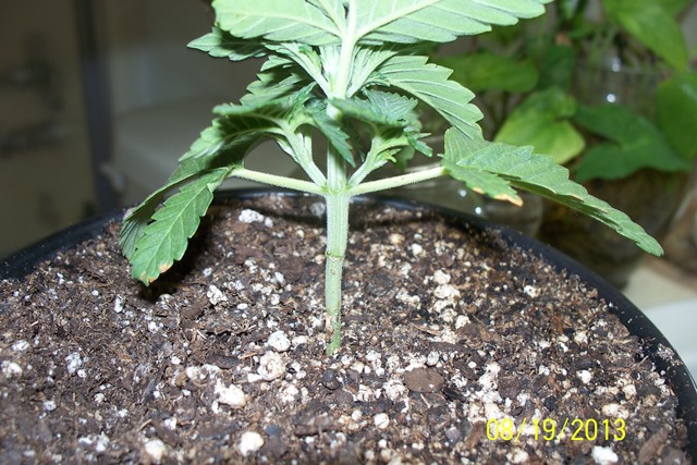 8-19-13 Q2 1.JPG