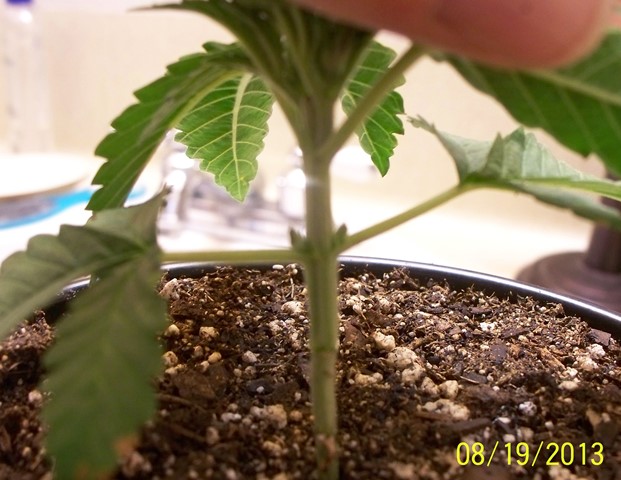 8-19-13 Q2 3.JPG