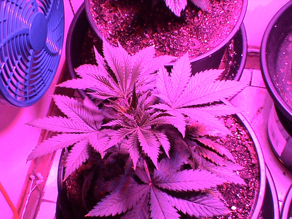 Blueberry 1.jpg
