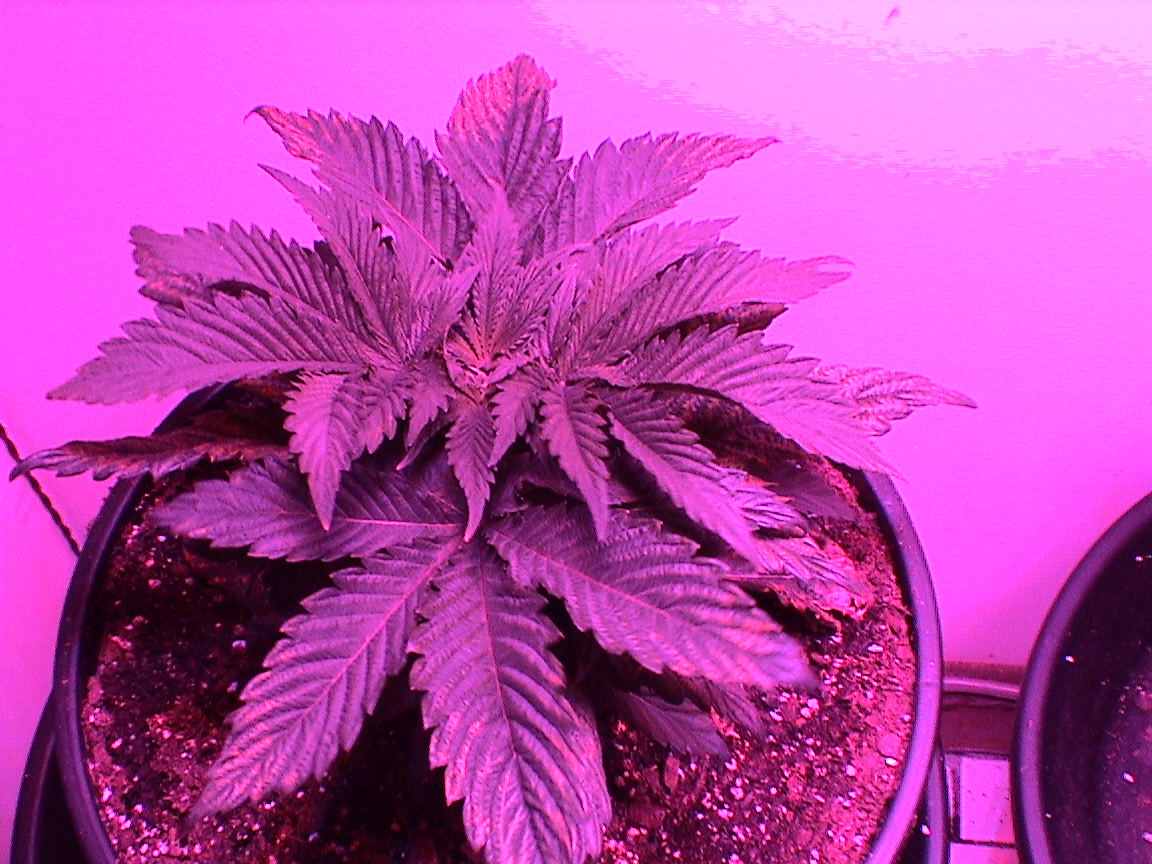White Rhino 1.jpg