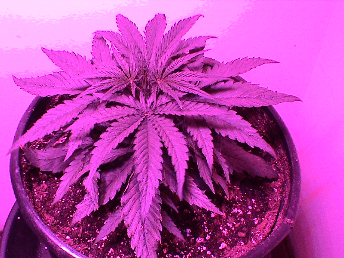 CBD Critical 1.jpg