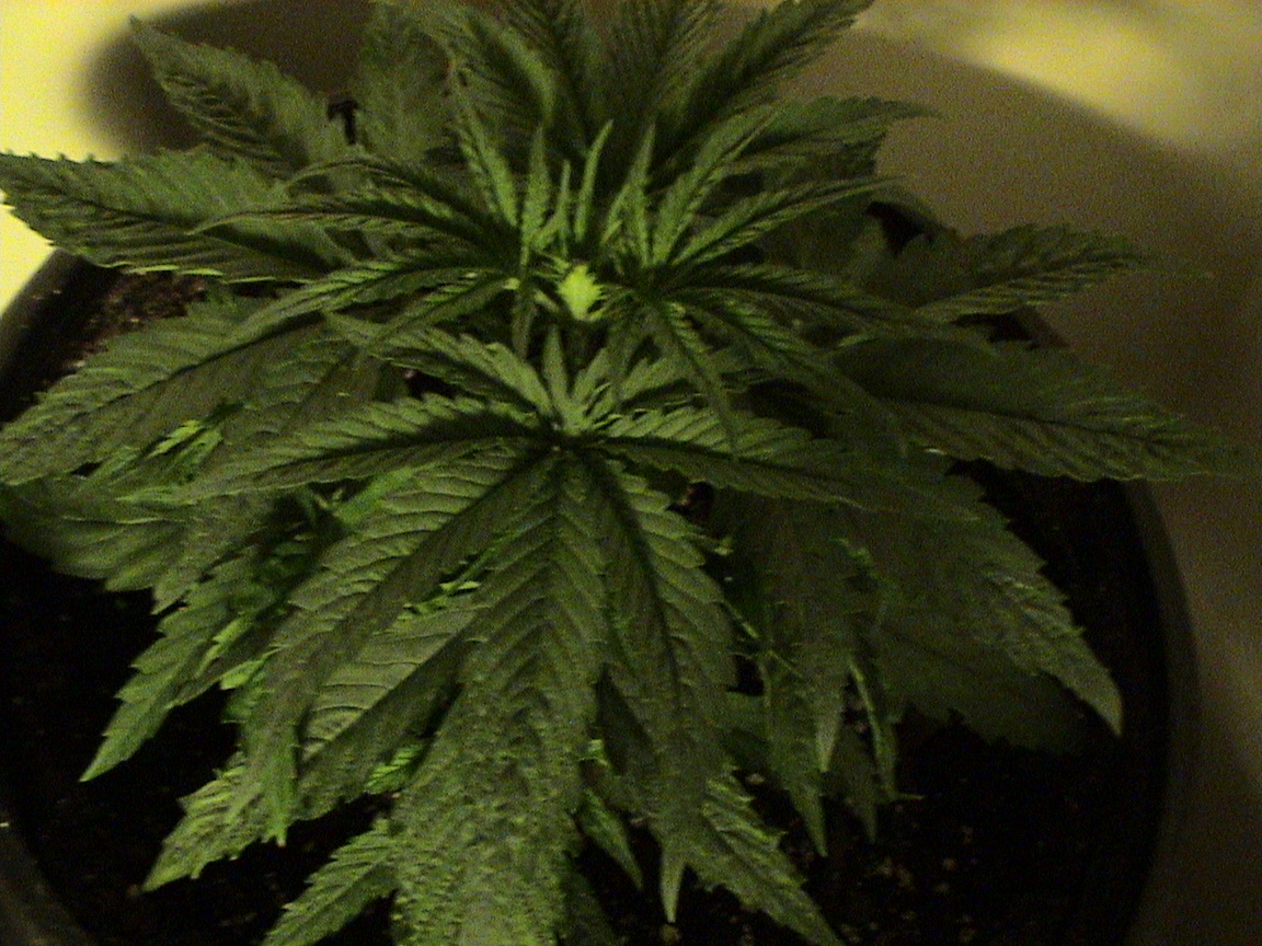 CBD Critical 2.jpg