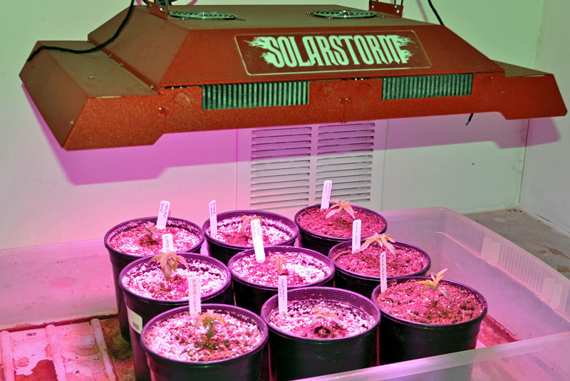 New-seedlings-2012-03-12.jpg