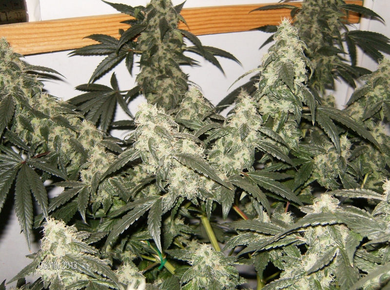 HPIM1080 (800x596).jpg