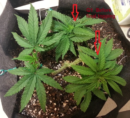 Q1 9-12-13 before trim.jpg